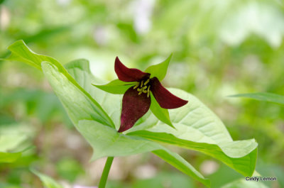 Red Trillium