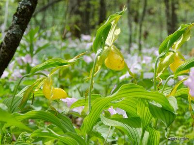 Yellow Lady's Slippers