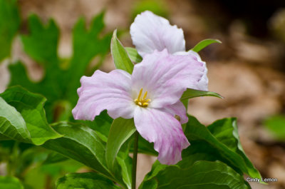 Pink Trillium