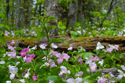 Field of Trilliums