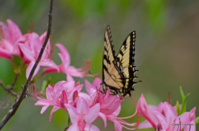 Eastern Tiger Swallowtail on Azalea