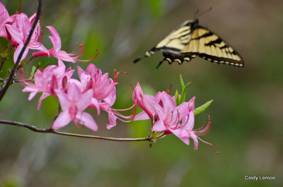 DSC_8046a.jpg