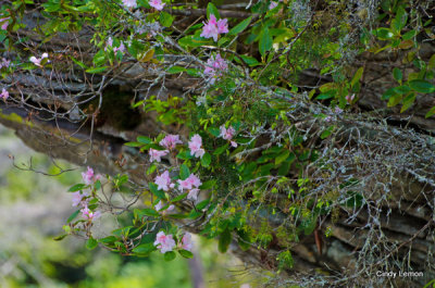 Carolina Rhododenron On a Cliff