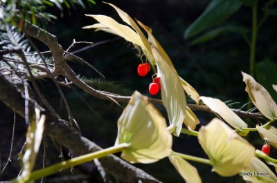 Solomons Seal with Red Berries