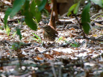 Bird Hunting at Ft. Clinch Florida