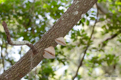 Conk Fungus