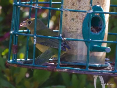 Painted Bunting