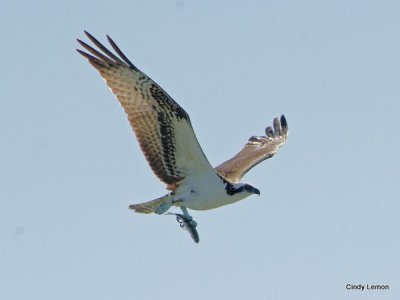 Osprey with Fish