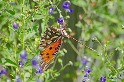 Gulf Fritillary