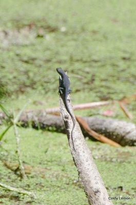 Pond Trail at Ft. Clinch - Basking Lizard