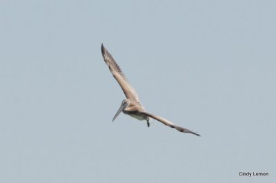 Brown Pelican