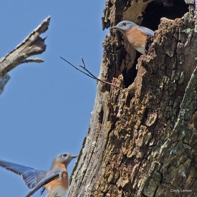 Eastern Blue Birds 3