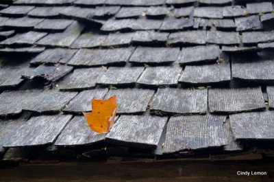 Leaf