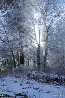 Sun Through the Trees