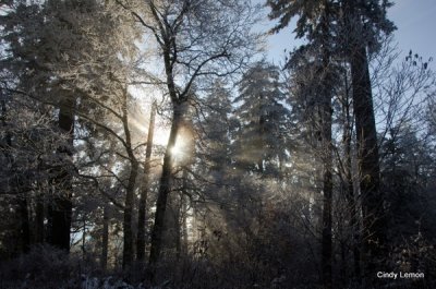 Morning Light 2