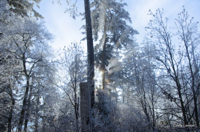 Morning Light 3