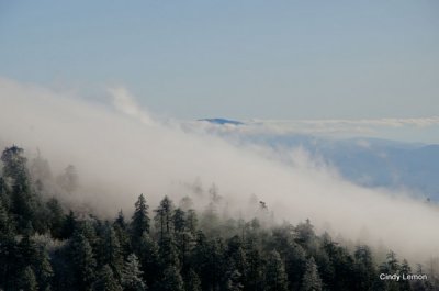 Fog on the Ridge
