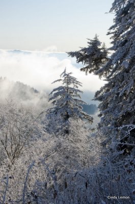 Frosty Pines