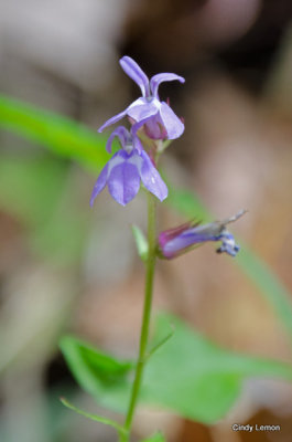 Flower at Middle Prong