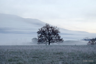Early Morning Frost