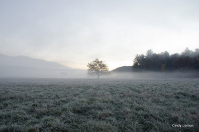 Early Morning Frost 2