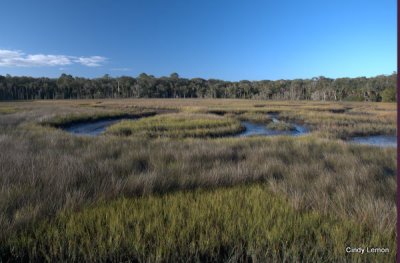 Salt Marsh at Timucuan Preserve
