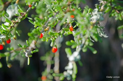 Willie Browne Trail - Christmas Berry