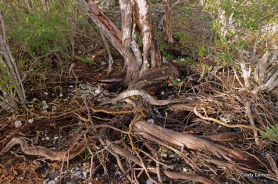 Willie Browne Trail - Twisted Tree Roots
