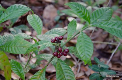 Willie Browne Trail -  More Red Berries