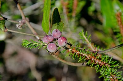 Willie Browne Trail - More Color