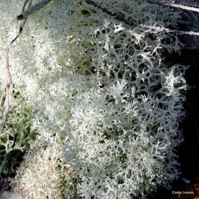 Willie Browne Trail - Reindeer Lichen