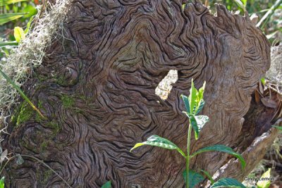 Willie Browne Trail - Very Strange Tree Stump