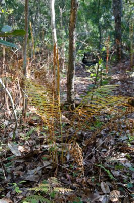 Willie Browne Trail - Cinnamon Fern