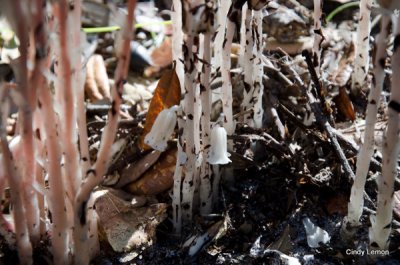 Willie Browne Trail - Indian Pipes