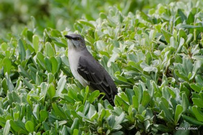 Northern Mockingbird