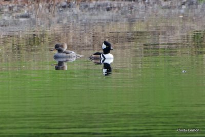 Hooded Merganser