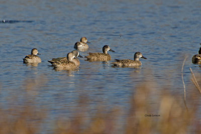 Blue Winged Teal