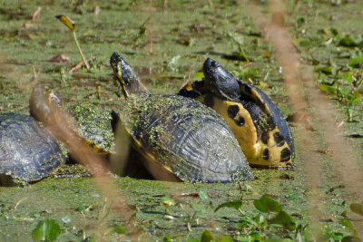 Turtles on BlueBill Pond