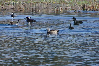 More Ducks on Bluebill Pond