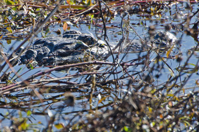 American Alligator