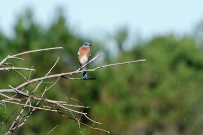 Eastern Bluebird