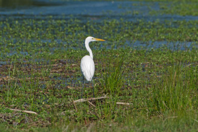Great Egret on Goose Pond