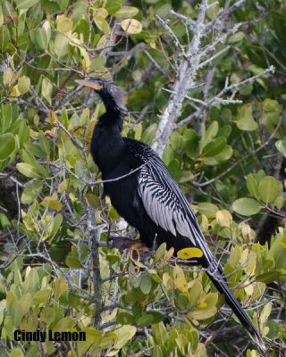 Anhinga at Merritt Island NWR