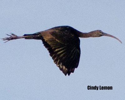 Glossy Ibis at Merritt Island NWR