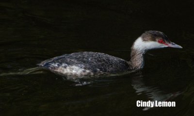 Horned Grebe at Merritt Island NWR