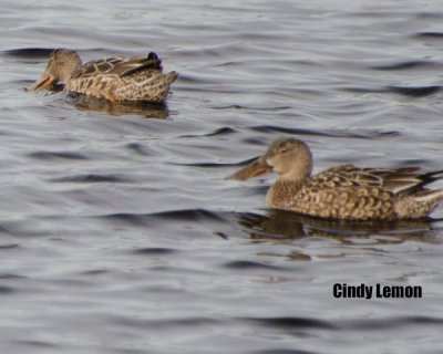 Northern Shoveler Female at Merritt Island NWR