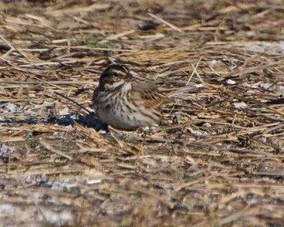 Savannah Sparrow at Merritt Island NWR