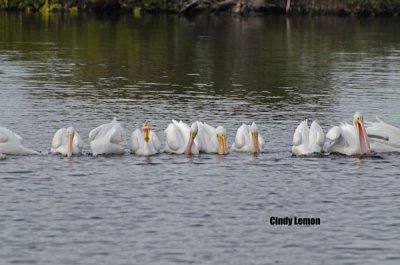 American White Pelican at Merritt Island NWR