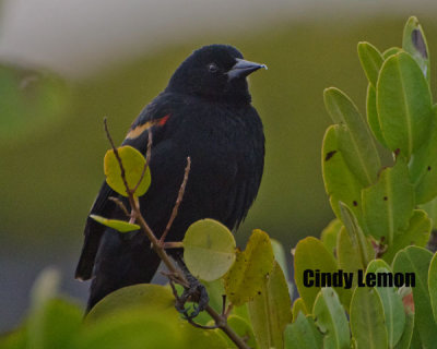 Red-Winged Blackbird at Merritt Island NWR