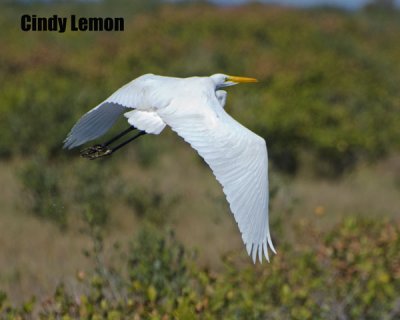 Great Egret at Merritt Island NWR